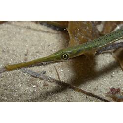 <em>Stigmatopora argus</em>, Spotted Pipefish. St Leonard's Jetty, Port Phillip, Victoria.