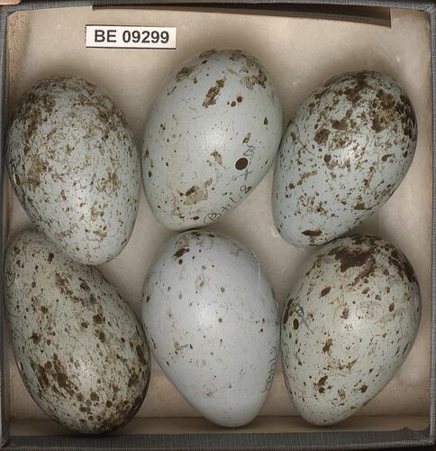 Six bird eggs with specimen labels in box.