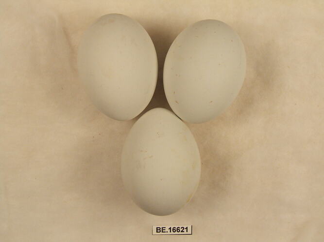 Three bird eggs with specimen label.