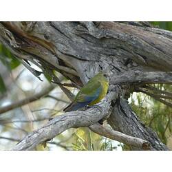 A Blue-winged Parrot perched on a tree branch.