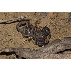 Chunky black scorpion on sand.