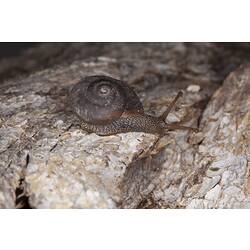 <em>Chloritobadistes</em> sp., snail. Grampians National Park, Victoria.