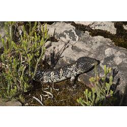 <em>Tiliqua rugosa</em>, Stumpy-tail. Grampians National Park, Victoria.