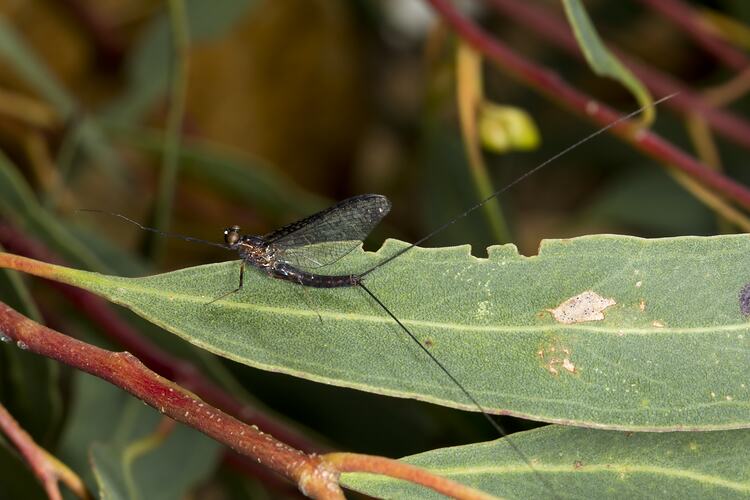 Family Leptophlebiidae, Mayflies. Grampians National Park, Victoria.