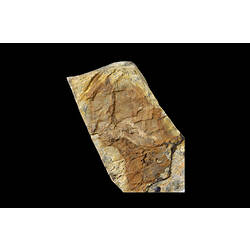 Dark brown fish fossil on cream coloured matrix.