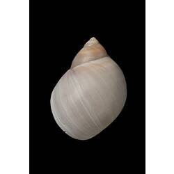 <em>Polinices (Conuber) conicus</em>, Moon Snail, shell.  Registration no. F 179323.