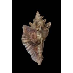<em>Pterynotus triformis</em>, Three-shaped Murex, shell.  Registration no. F 179305.