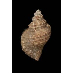 <em>Cabestana tabulata</em>, Ploughed Triton, shell.  Registration no. F 179990.