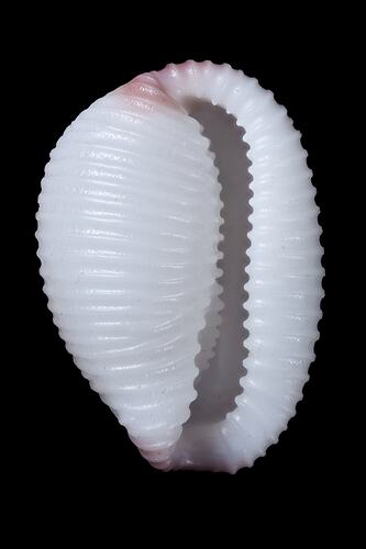 <em>Trivia (Ellatrivia) merces</em>, Australian Bean Cowry, shell.  Registration no. F 179953.