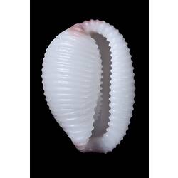 <em>Trivia (Ellatrivia) merces</em>, Australian Bean Cowry, shell.  Registration no. F 179953.