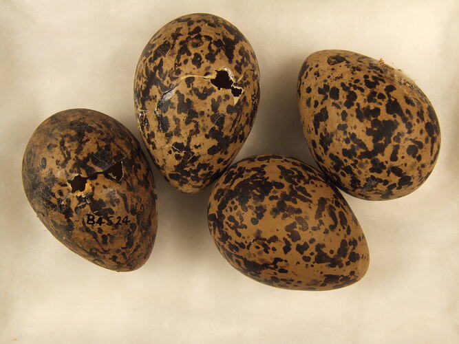 Four mottled bird eggs.