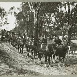 Photograph - Horse Team Delivering Red Gum Piles for the Murray River Bridge on Yarrawonga-Oatlands Railway, circa 1930