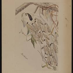 Delias harpalyce