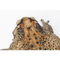 Detail of top of head of brown, black-spotted toad.