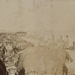 Photograph - Double Row of Feeding Horses, Egypt, World War I, 1915-1916