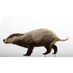 Taxidermied badger specimen mounted in a walking pose.