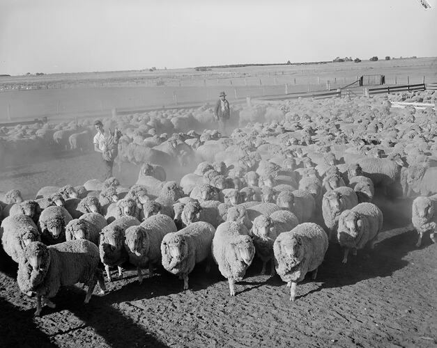 Paddock with Sheep, Swan HIll, Victoria, 18 Aug 1959