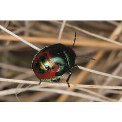 Green and red bug.