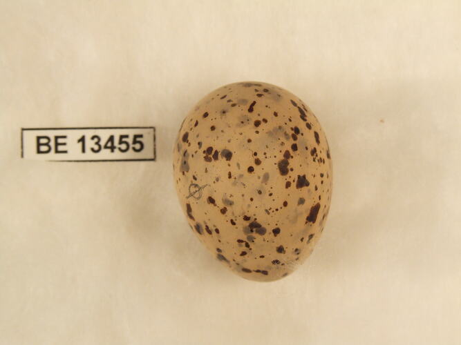 Bird egg with specimen label.