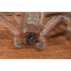 <em>Delena cancerides</em>, Social Huntsman. Lake Condah, Budj Bim Cultural Heritage Landscape, Victoria.