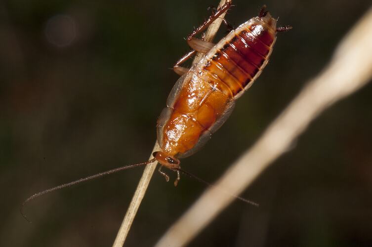 Class Insecta, insect. Lake Condah, Budj Bim Cultural Heritage Landscape, Victoria.
