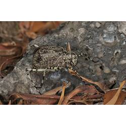 <em>Acripeza reticulata</em>, Mountain Katydid. Budj Bim Cultural Heritage Landscape, Victoria.
