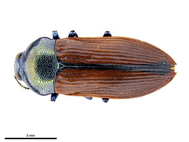 Pinned green and brown jewel beetle specimen, dorsal view.