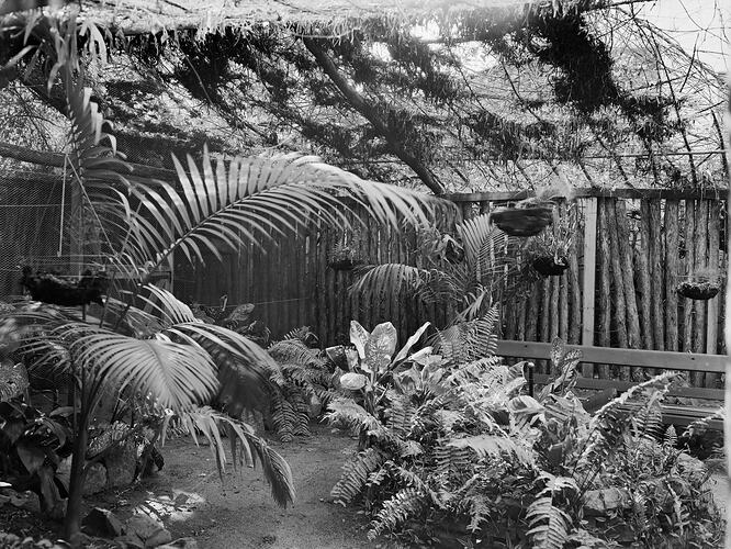Kodak Australasia Pty Ltd, Back Garden Fence, Kodak Branch, Townsville, QLD, 1930s