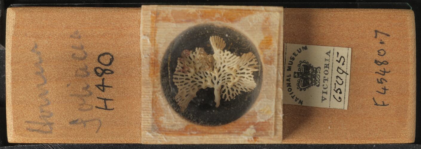 Bryozoan specimen in wooden microslide with handwritten labels.