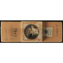 Bryozoan specimen in wooden microslide with handwritten labels.