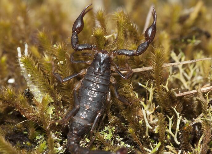 Scorpion on moss, raising pincers high.