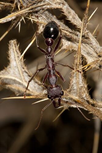 Dorsal view of shiny ant.