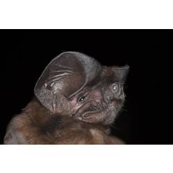 <em>Tadarida australis</em> Gray, 1839, White-striped Free-tailed Bat