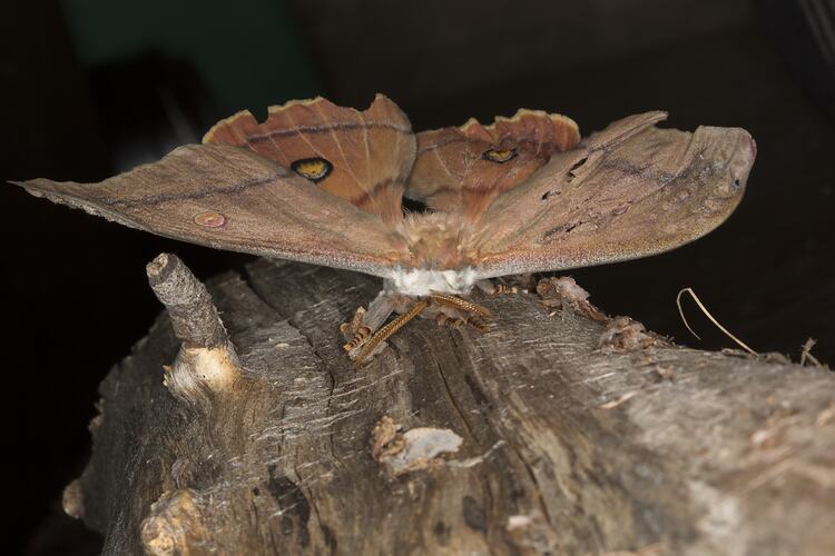 <em>Austrocaligula helena</em>, Helena Gum Moth. Alpine National Park, Victoria.