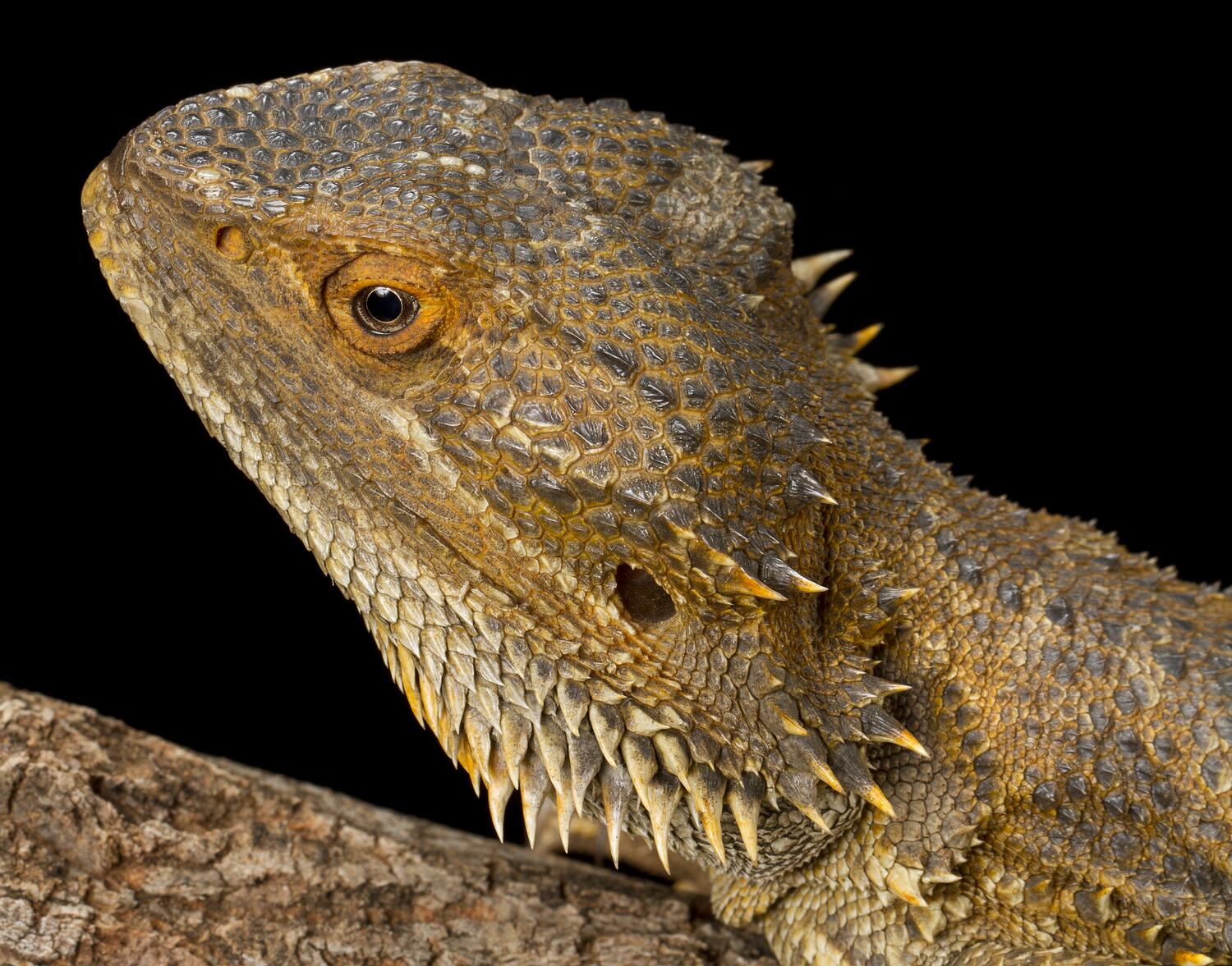 Pogona vitticeps (Ahl, 1926), Central Bearded Dragon