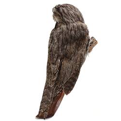 Taxidermied brown bird on branch.
