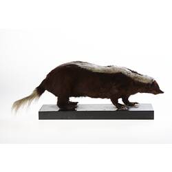 <em>Conepatus semistriatus</em>, Striped Hog-nosed Skunk, mounted specimen. Registration no. C 29994.