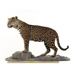 Mounted Jaguar specimen.