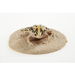 Cast model of a Spotted Marsh Frog on a circular base.