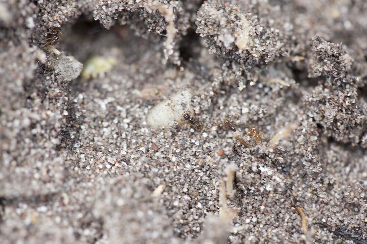 Ants on sandy ground.