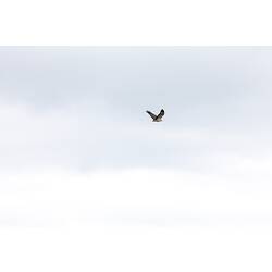 <em>Haliaeetus leucogaster</em>, White-bellied Sea-eagle, juvenile. Gippsland, Victoria.