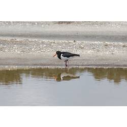 Black and white bird with red beak on sand.