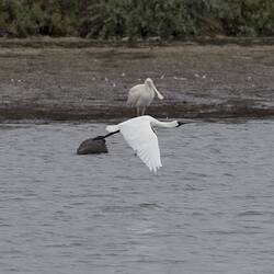 Large white bird in flight over water.