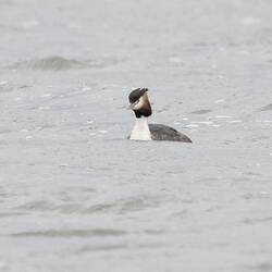 White-chested bird on water with dark crest on water.