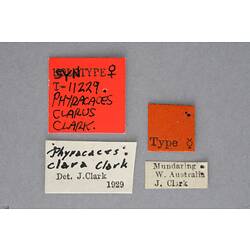 Entomology type specimen labels.
