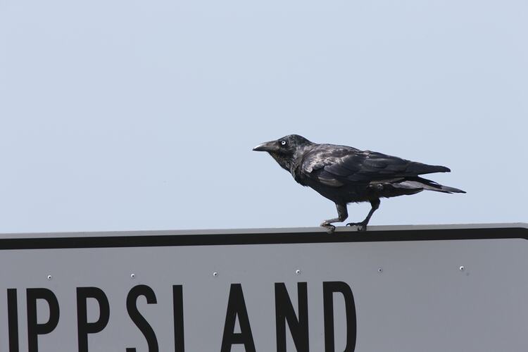 <em>Corvus coronoides</em>, Australian Raven. Gippsland Lakes, Victoria.