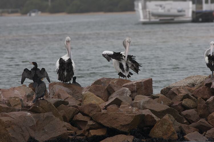 Black cormorant with wings spread and three pelicans on rock groin.