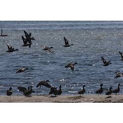 <em>Anas castanea</em>, Chestnut Teal. Gippsland Lakes, Victoria.