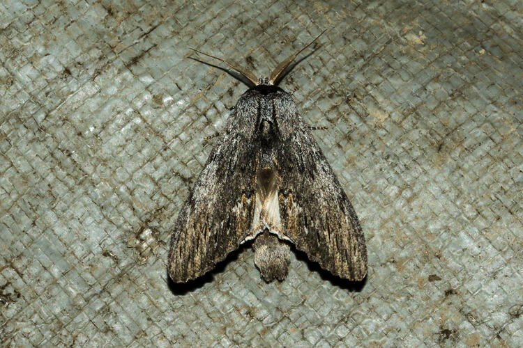 <em>Destolmia lineata</em>, Streaked Notodontid Moth. Murray Explored Bioscan.