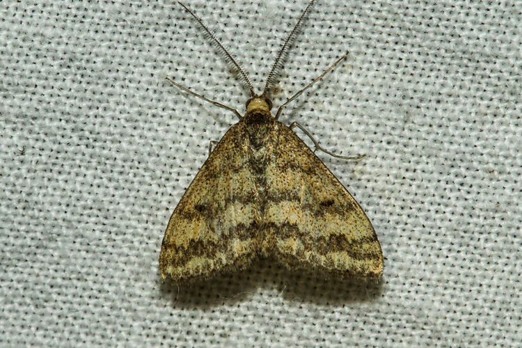 <em>Scopula rubraria</em>, moth. Murray Explored Bioscan.
